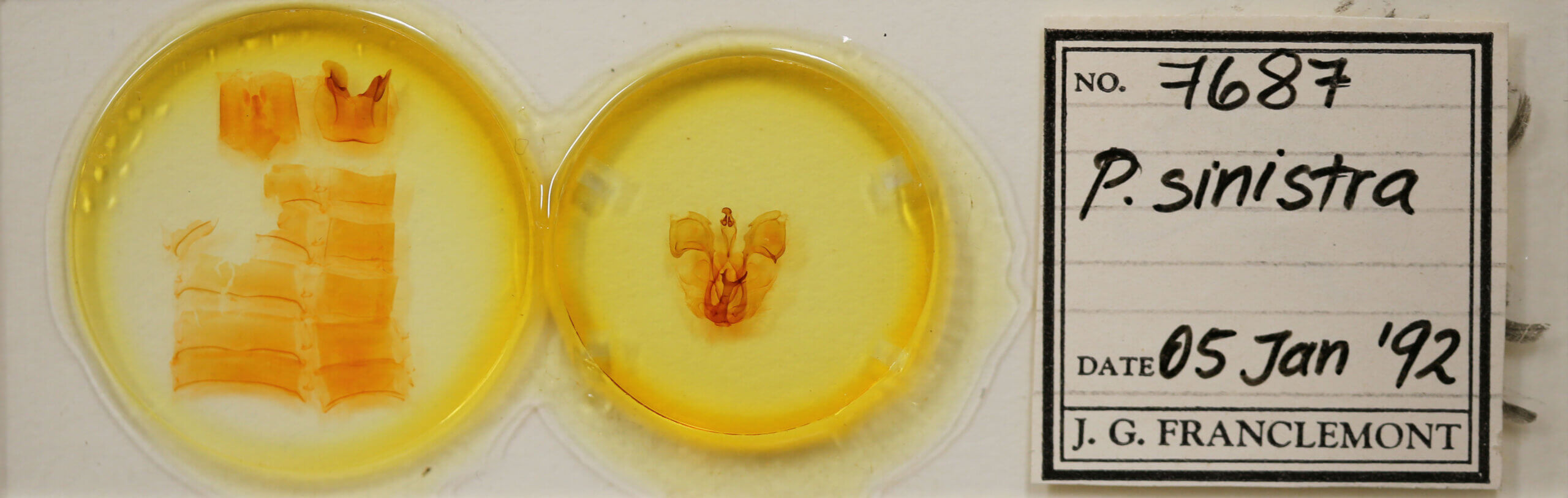 slide view of adult Pentobesa sinistra