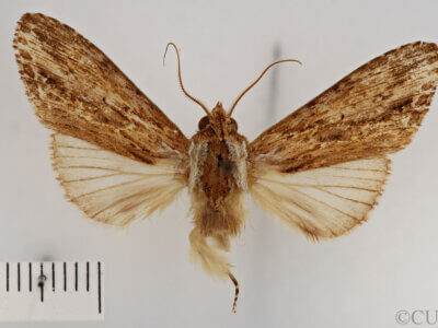 dorsal view of adult Pentobesa sinistra