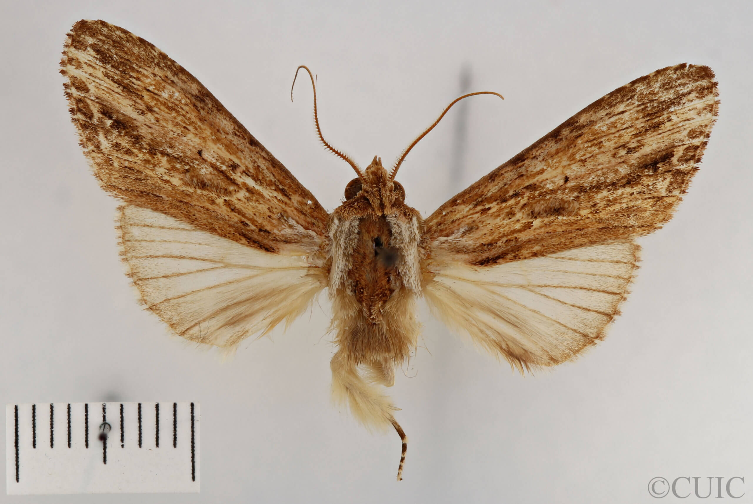 dorsal view of adult Pentobesa sinistra
