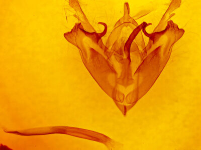 genitalia view of adult Protorthodes sp.