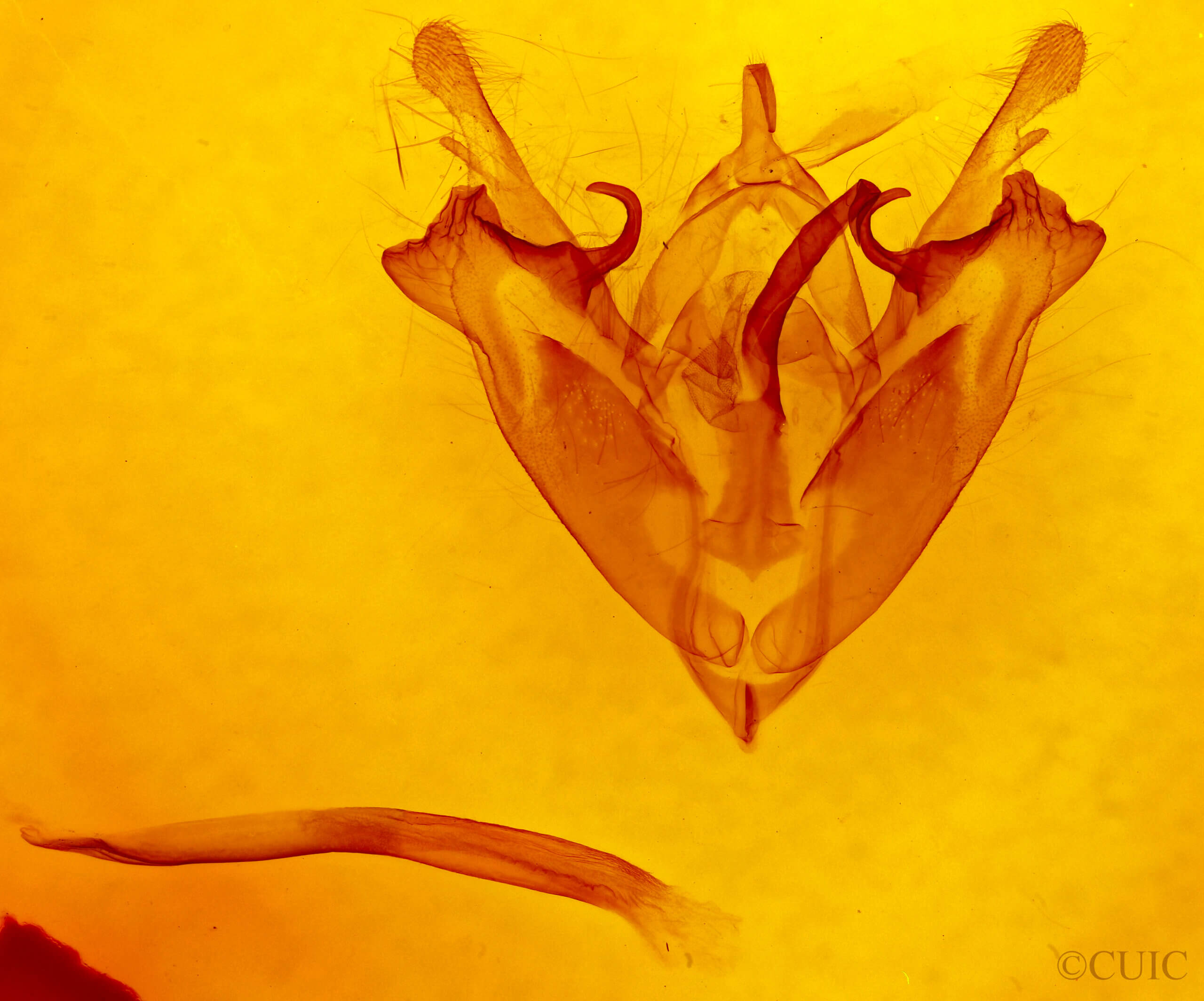 genitalia view of adult Protorthodes sp.