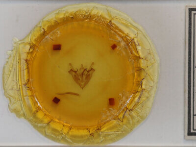 slide view of adult Protorthodes sp.