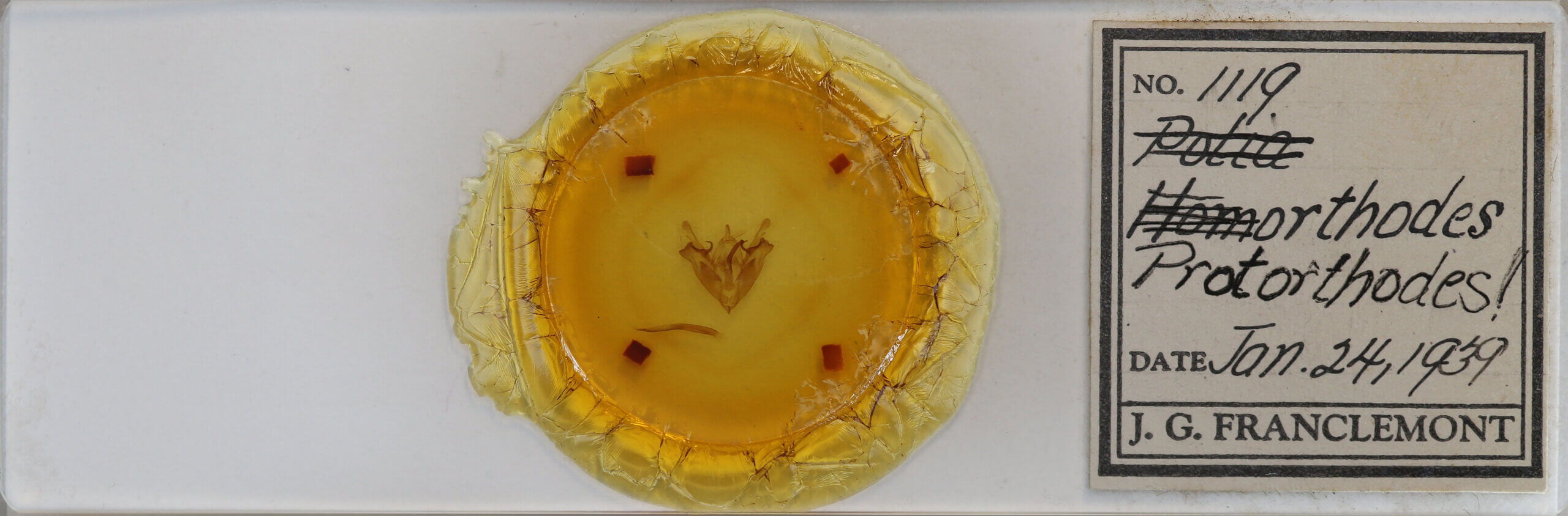 slide view of adult Protorthodes sp.