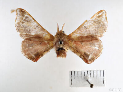 dorsal view of adult Quentalia
