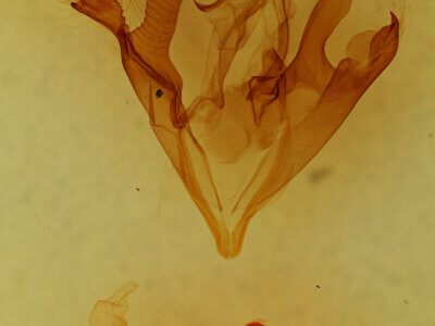 genitalia view of adult Zale sp.