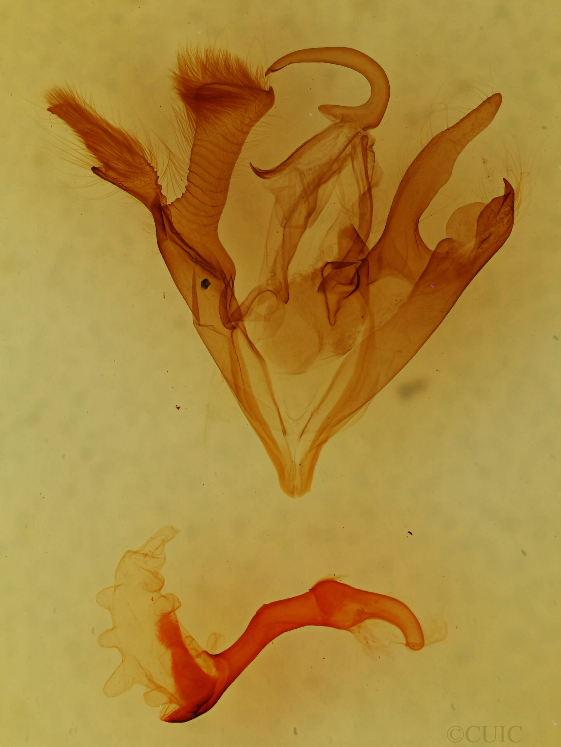 genitalia view of adult Zale sp.