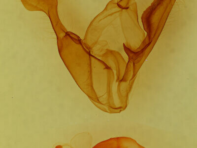 genitalia view of adult Zale sp.