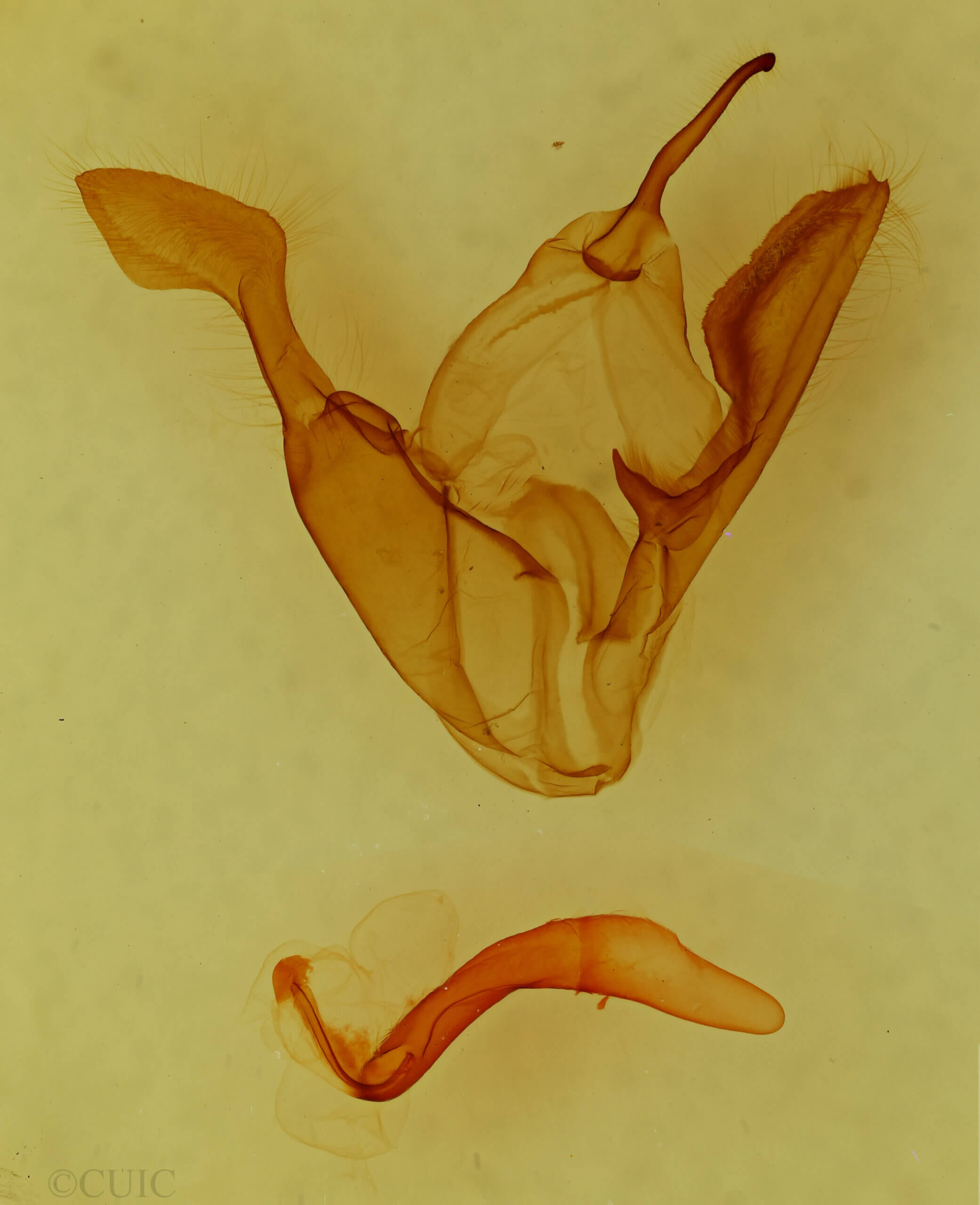 genitalia view of adult Zale sp.