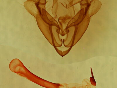 genitalia view of adult Homorthodes sp.