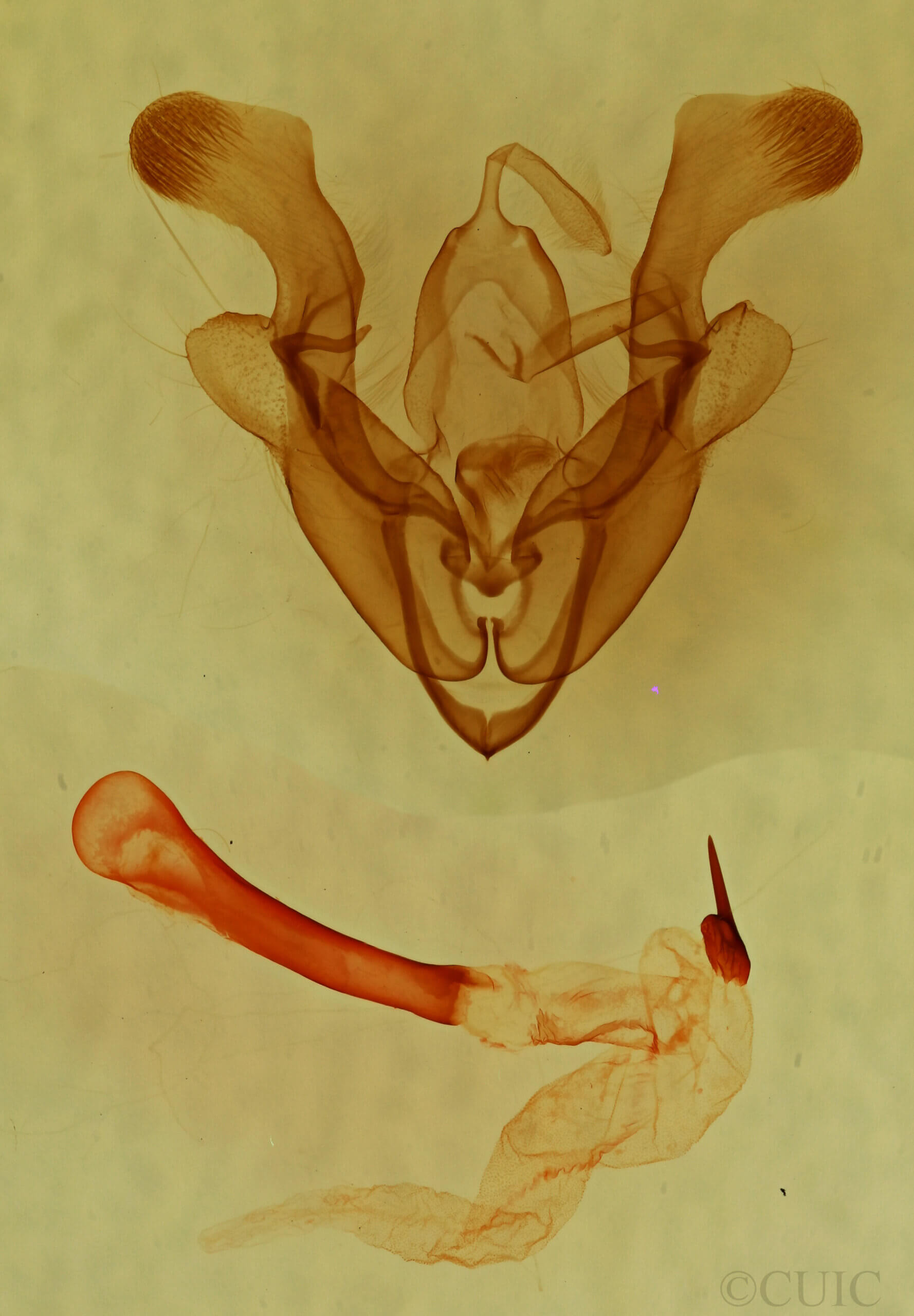 genitalia view of adult Homorthodes sp.