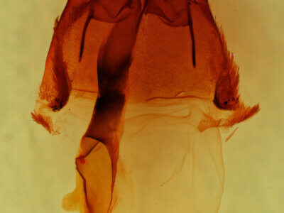 genitalia view of adult Homorthodes sp.