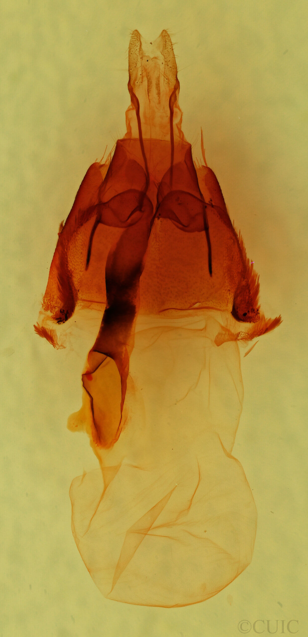 genitalia view of adult Homorthodes sp.