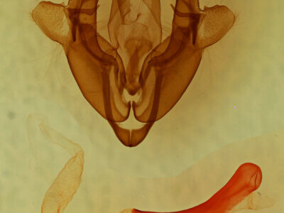 genitalia view of adult Homorthodes sp.