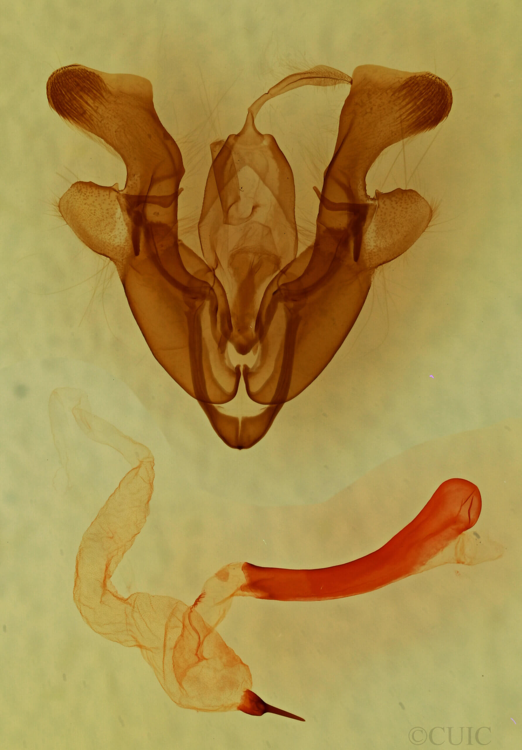 genitalia view of adult Homorthodes sp.