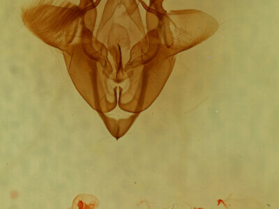 genitalia view of adult Homorthodes sp.