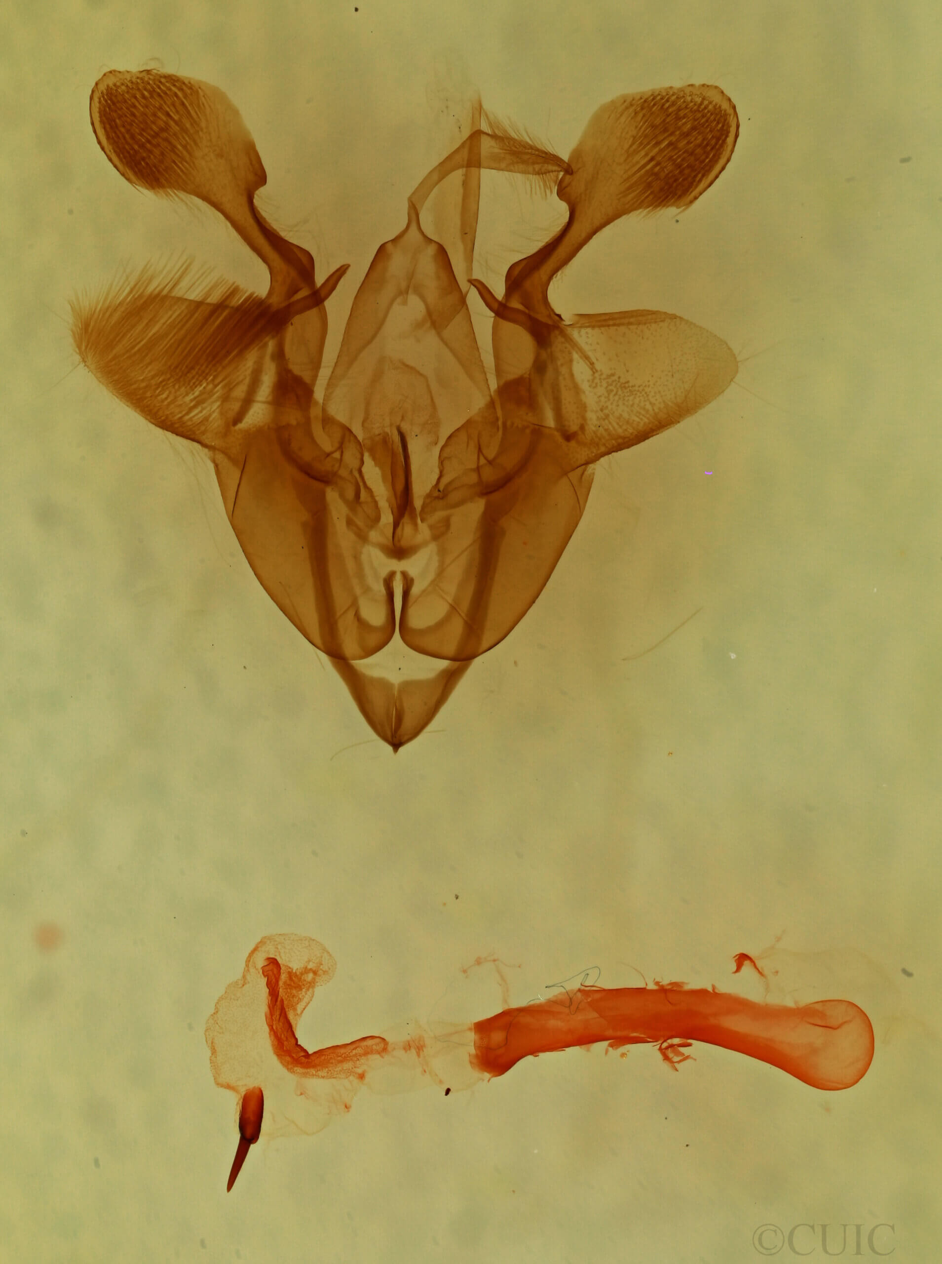 genitalia view of adult Homorthodes sp.