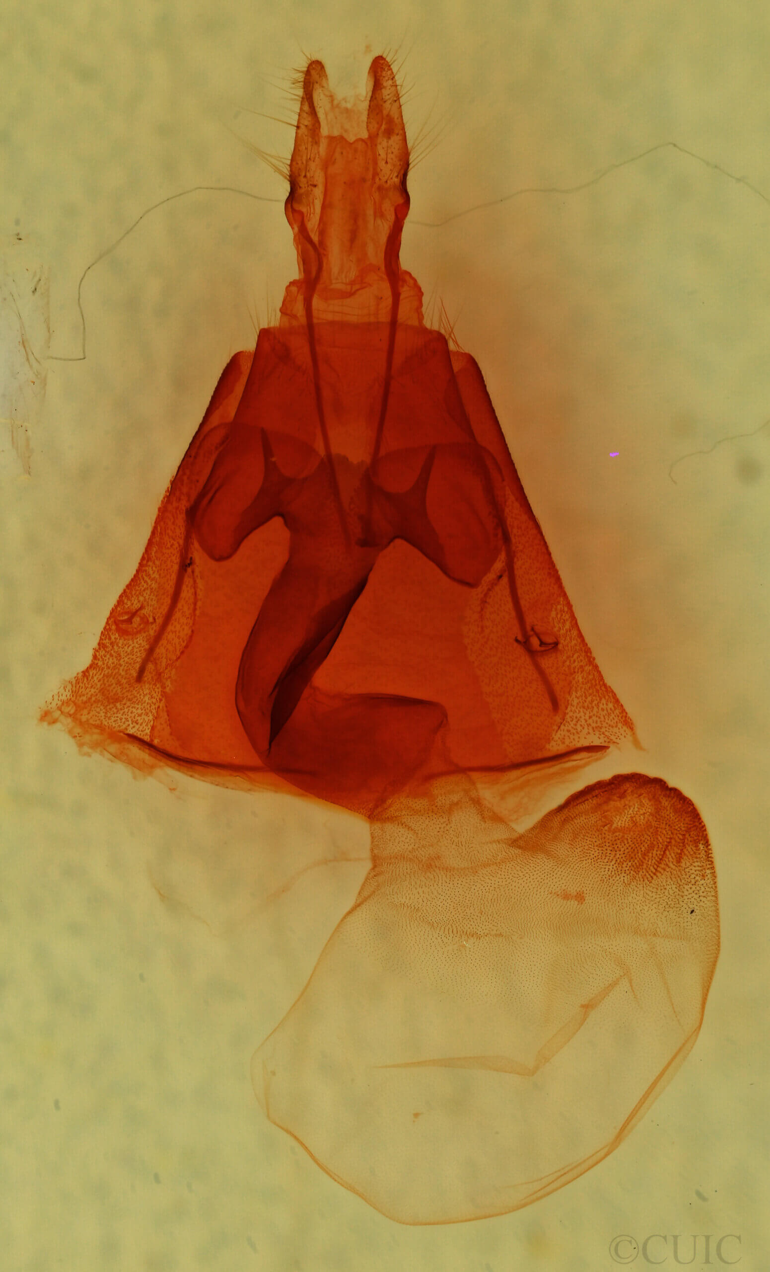 genitalia view of adult Homorthodes gigantoides?