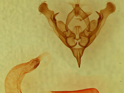 genitalia view of adult Homorthodes gigantoides?