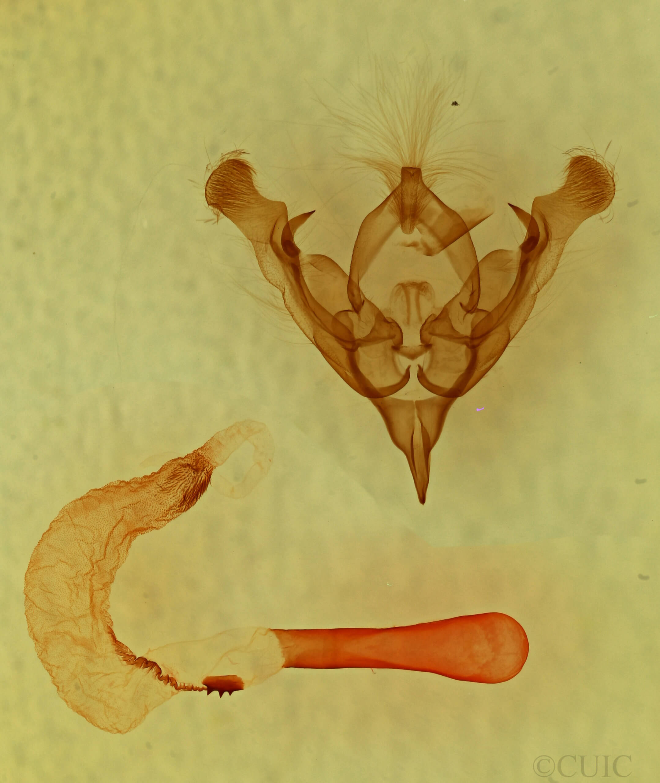 genitalia view of adult Homorthodes gigantoides?