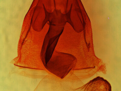 genitalia view of adult Homorthodes gigantoides?