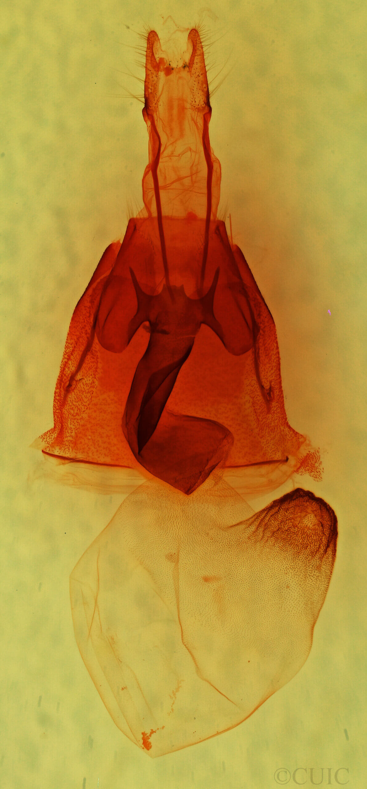 genitalia view of adult Homorthodes gigantoides?