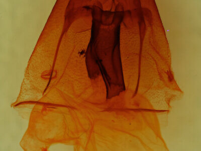 genitalia view of adult Homorthodes sp.