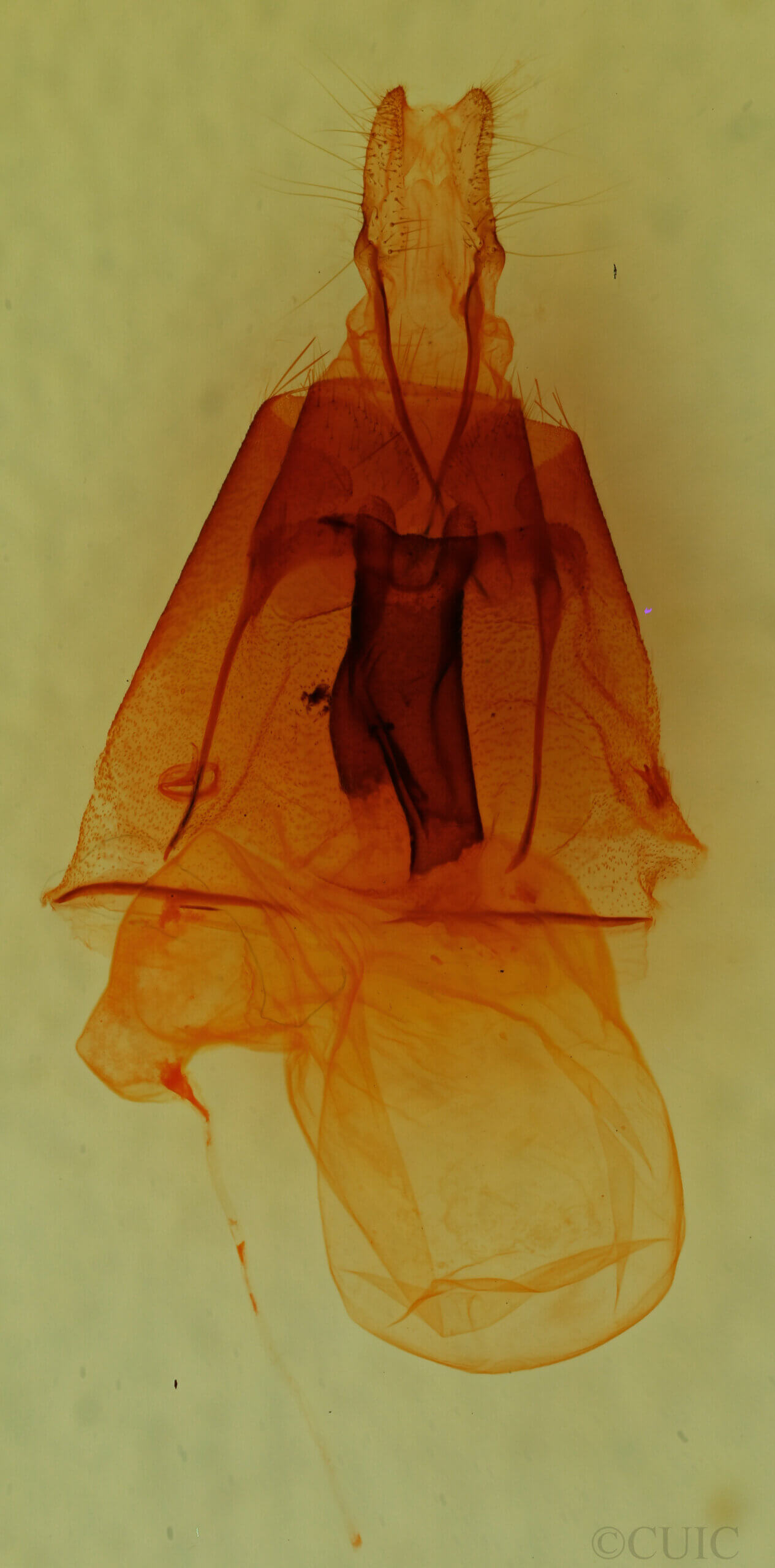 genitalia view of adult Homorthodes sp.