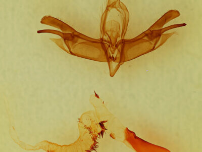 genitalia view of adult Lacinipolia sp.