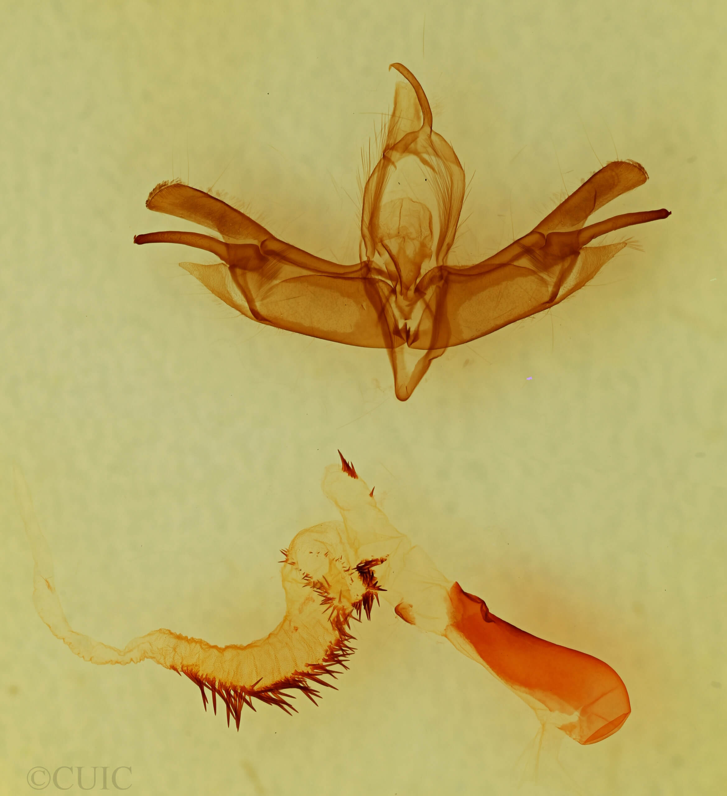 genitalia view of adult Lacinipolia sp.