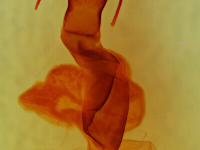 genitalia view of adult Lacinipolia sp.