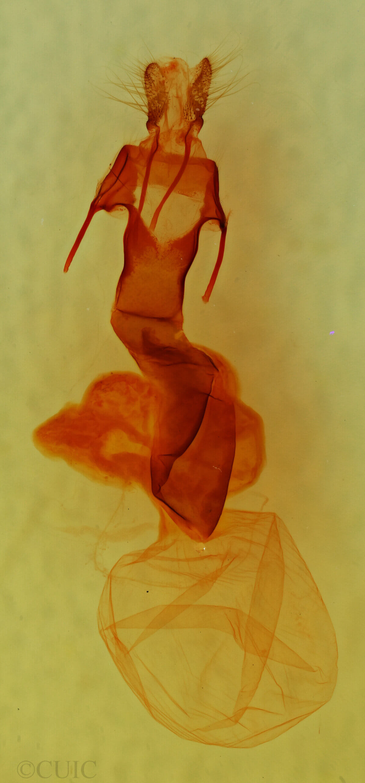 genitalia view of adult Lacinipolia sp.