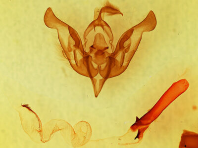 genitalia view of adult Lacinipolia gnata?