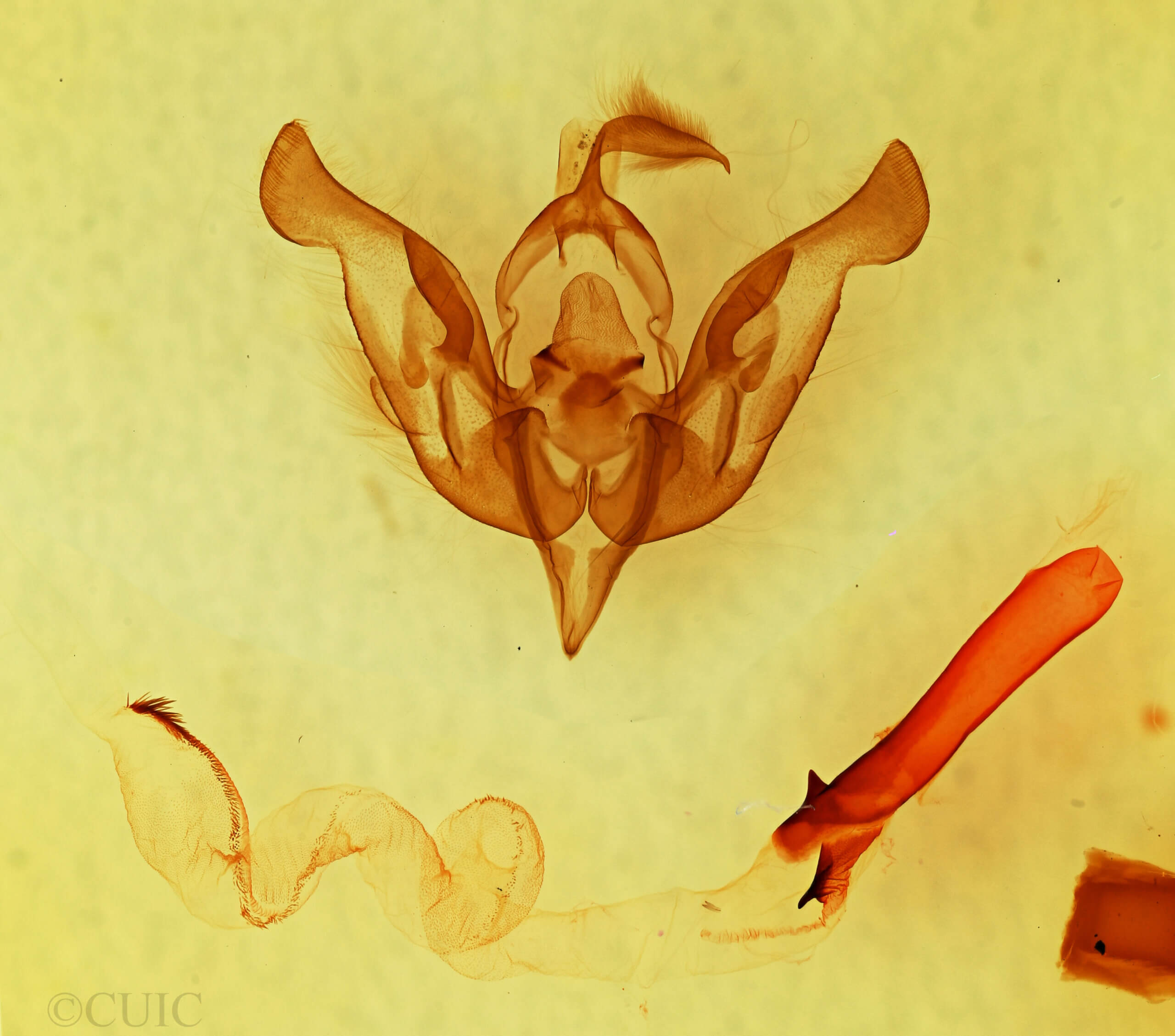 genitalia view of adult Lacinipolia gnata?