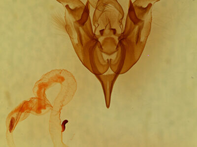 genitalia view of adult Lacinipolia agnata?