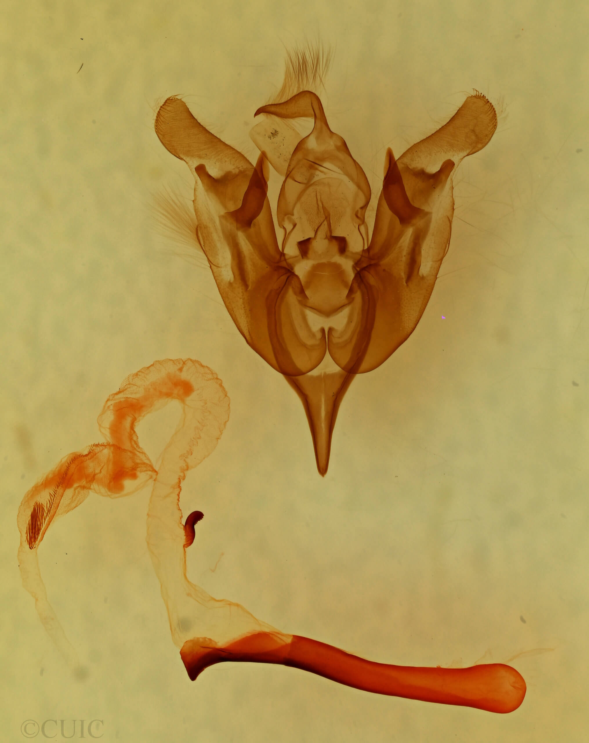 genitalia view of adult Lacinipolia agnata?