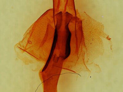 genitalia view of adult Lacinipolia agnata?