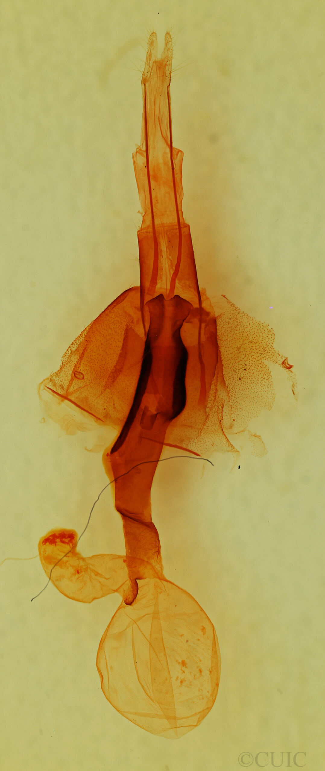 genitalia view of adult Lacinipolia agnata?