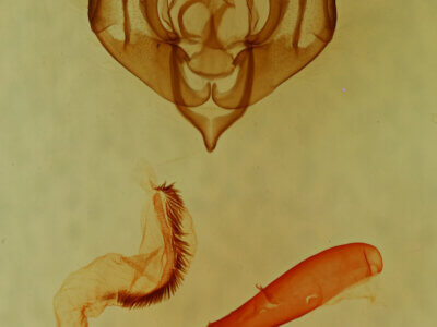 genitalia view of adult Lacinipolia runica?
