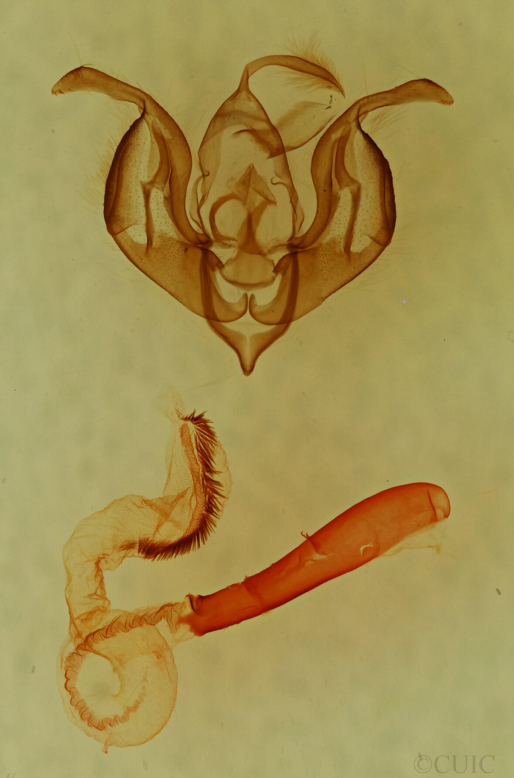 genitalia view of adult Lacinipolia runica?