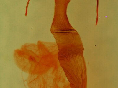 genitalia view of adult Lacinipolia runica?