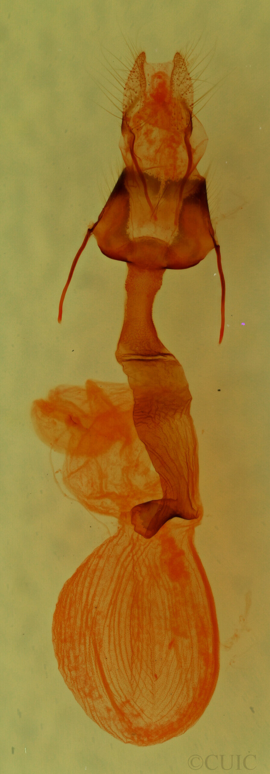 genitalia view of adult Lacinipolia runica?