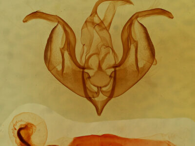 genitalia view of adult Lacinipolia runica?