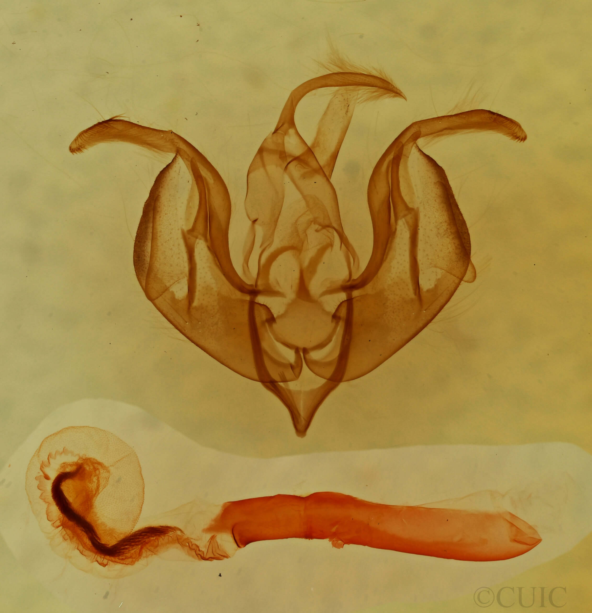 genitalia view of adult Lacinipolia runica?