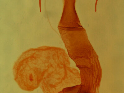 genitalia view of adult Lacinipolia runica?