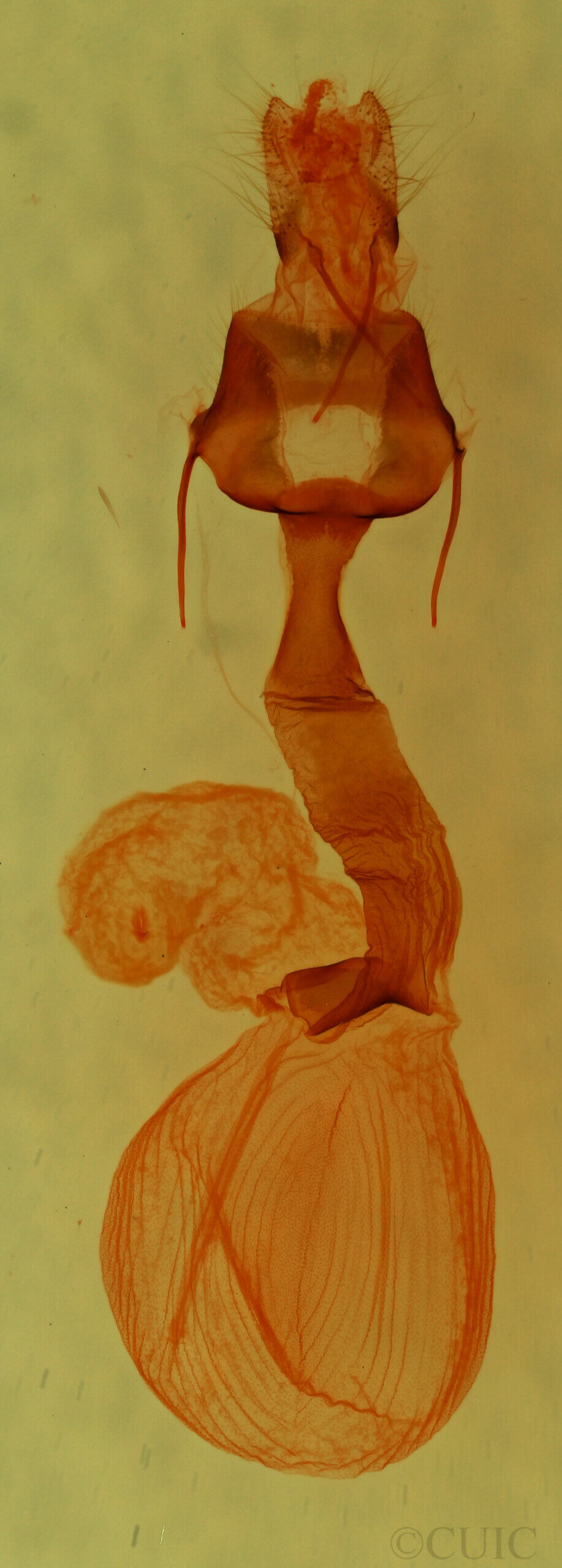 genitalia view of adult Lacinipolia runica?