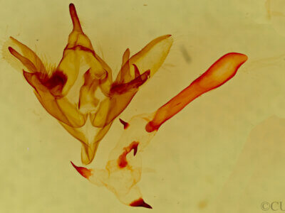 genitalia view of adult Caenurgina sp.