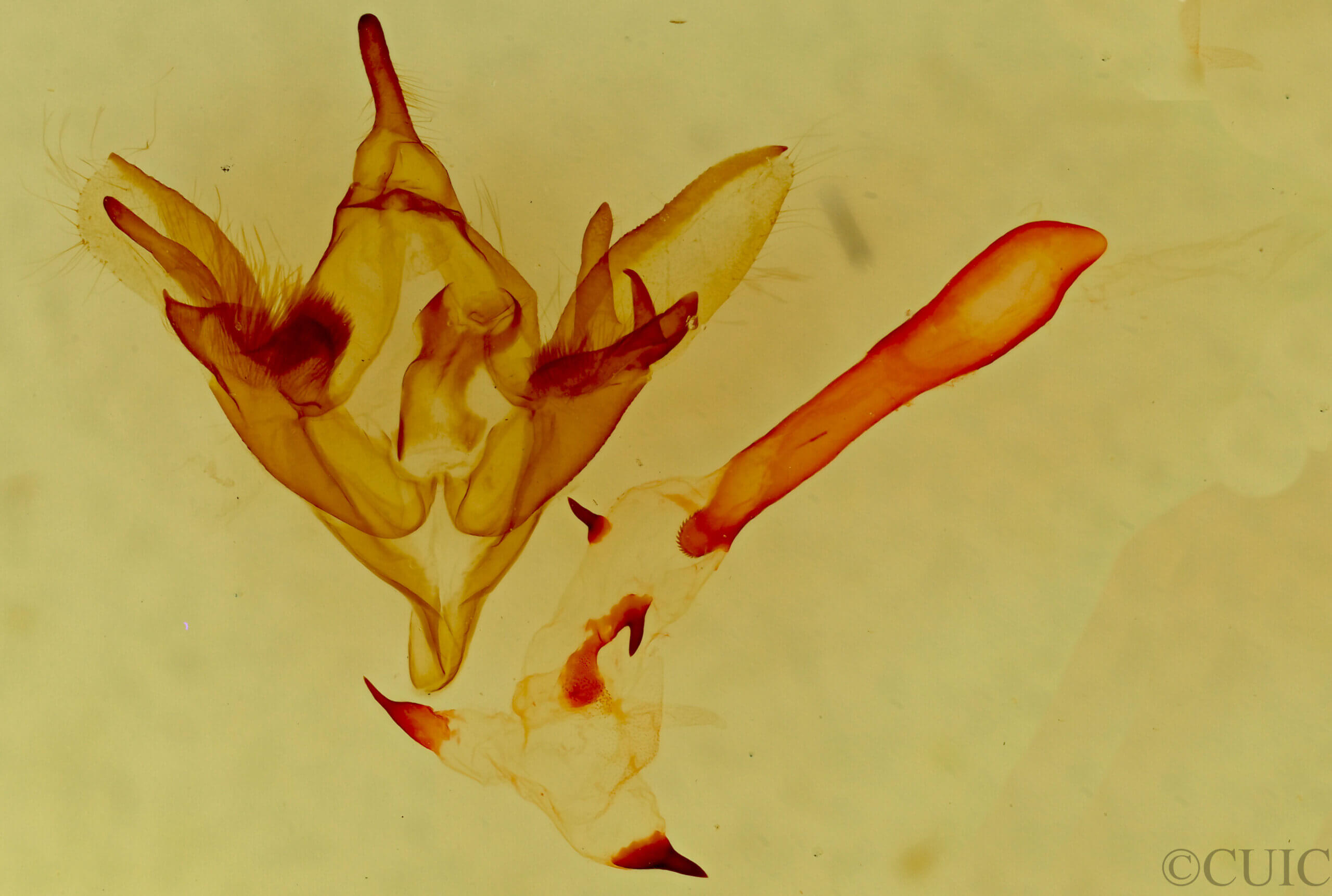 genitalia view of adult Caenurgina sp.