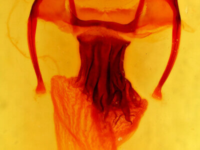 genitalia view of adult Apamea lateritia