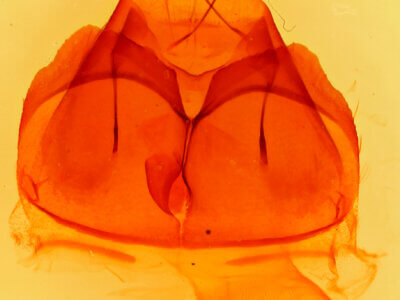 genitalia view of adult Zale sp.