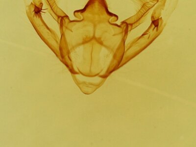 genitalia view of adult Galenara sp.